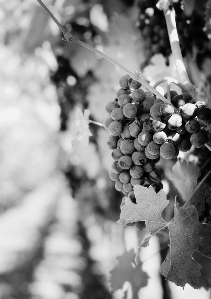 Colloque « Les nouveaux défis de la viticulture », à l'Université de Bordeaux - COLLOQUE REPORTÉ A UNE DATE ULTERIEURE